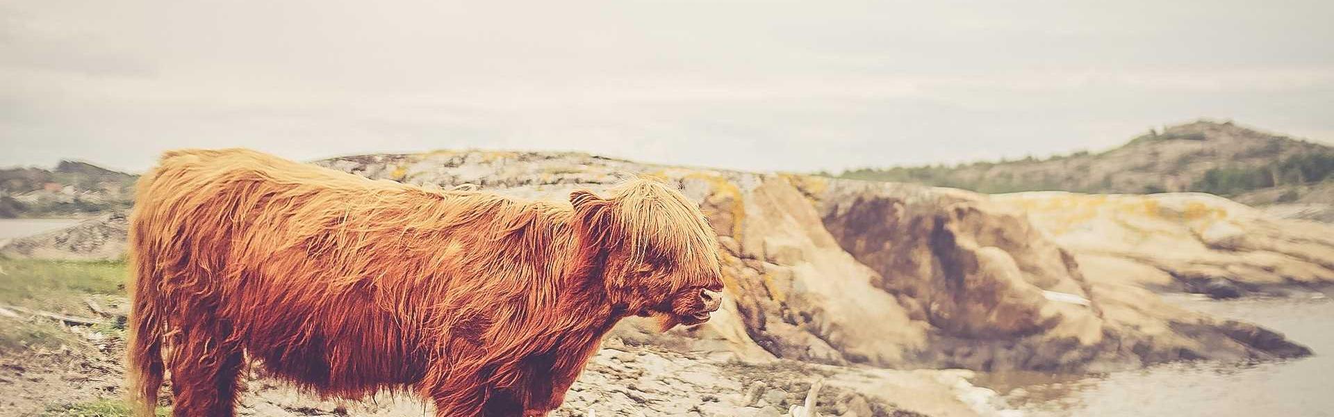 Google Ranking Volatility. A Michigan Action Plan